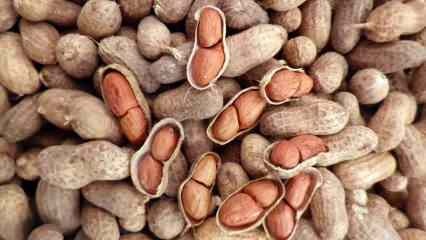 Was sind die Vorteile von Erdnüssen? Wenn Sie eine Handvoll Erdnüsse pro Tag konsumieren... 