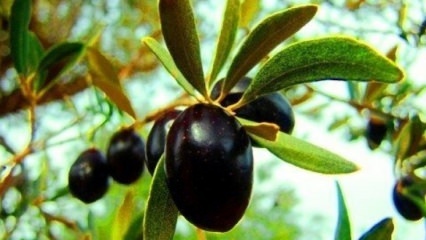 Wie pflege ich einen Olivenbaum zu Hause? 