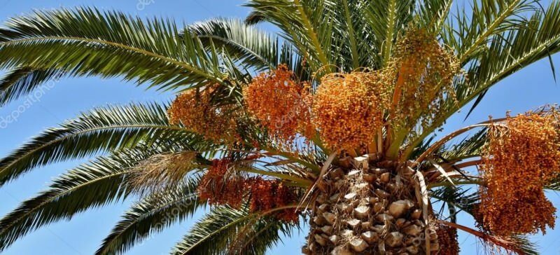 Was ist eine Palme? Was sind die Palmeneigenschaften, wie man sie anbaut