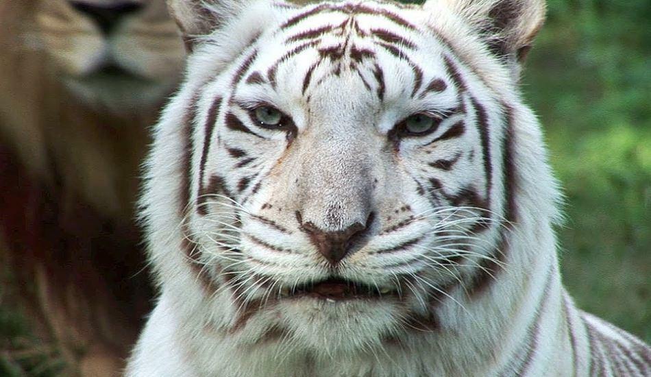 Der weiße Tiger im Zoo verbreitet Gefahr