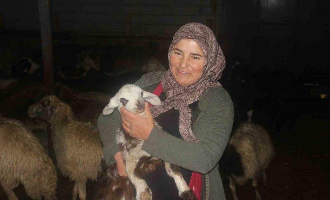 Er züchtet Vieh mit der Unterstützung des Staates! „Dank dieses Projekts haben wir 100 Schafe gekauft“