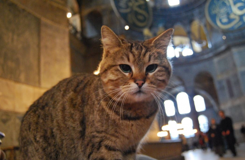 Hagia Sophias Katze Gli ist beim Tierarzt: Ihre guten Wünsche warten!
