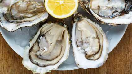 Was sind Austern und wie werden Austern gereinigt? Wie man Austern isst und was sind ihre Vorteile?