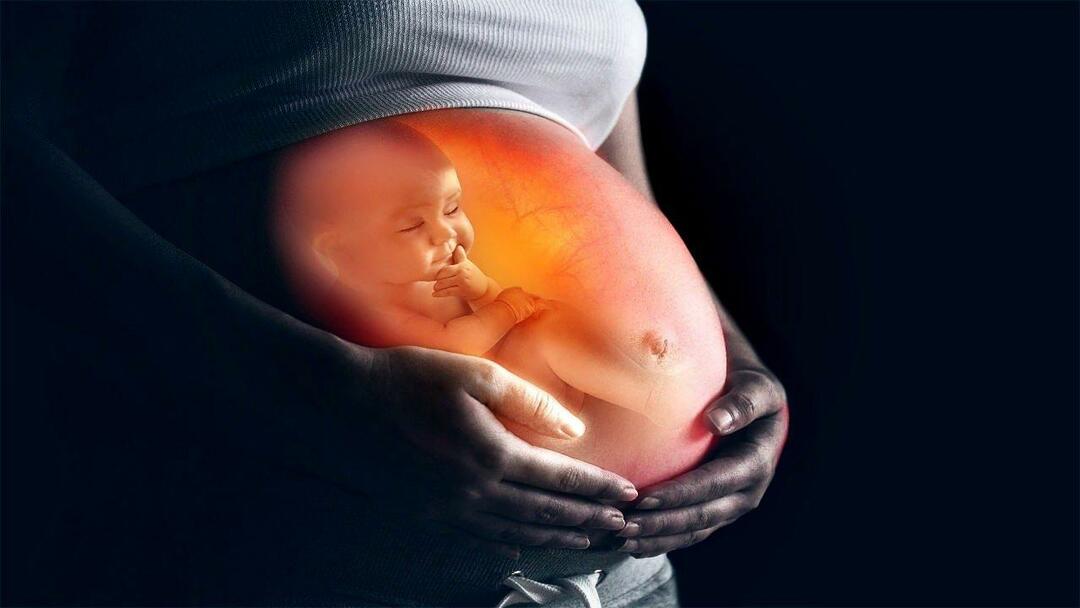 Wie man das Baby im Mutterleib von der Mutter ernährt