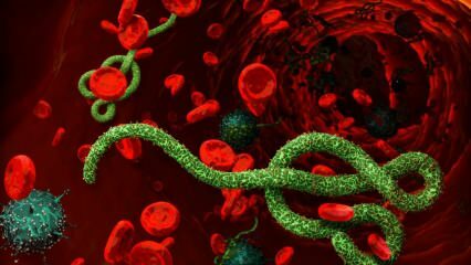 Was ist das Ebola-Virus? Wie wird das Ebola-Virus übertragen? Was sind die Symptome des Ebola-Virus? 
