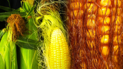 Wird gekochter Mais an Gewicht zunehmen, wie viele Kalorien? Schnelles Abnehmen mit Maisquasten-Tee