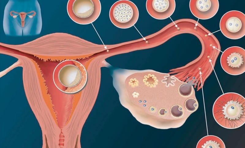 Was ist Implantation? Wie kann man zwischen Blutungen und Menstruationsblutungen unterscheiden? Farbe und Konsistenz ...
