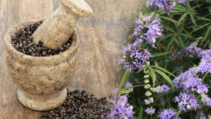 Was sind die Vorteile von Hayıt-Samen? Wofür ist eine Mischung aus Heusamen und Honig?