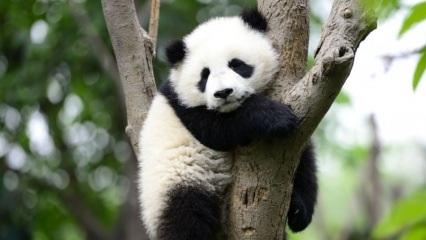 Der kleinste Panda der Welt wurde in China geboren