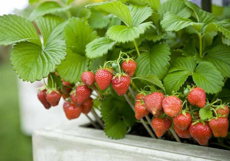 Wie man Erdbeeren in einem Topf anbaut? Die praktischste Methode zum Anbau von Erdbeeren