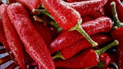 Lebensverlängerung: Was sind die Vorteile von Paprika? Was passiert, wenn Sie regelmäßig Peperoni konsumieren?