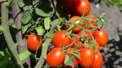 Wie man Tomaten in einem Topf anbaut? Der einfachste Tomatenanbau