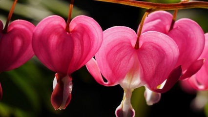 Weinende Herzen Blumenpflege und Eigenschaften