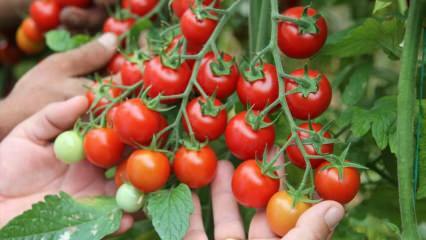 Was ist der Vorteil des Essens von Tomaten auf Sahur? Was sind die Vorteile von rohen Tomaten? 
