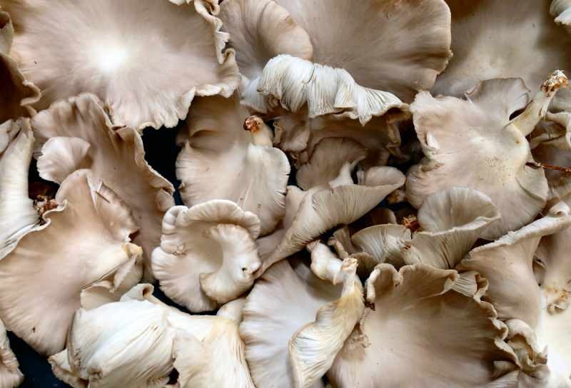 Was sind die Vorteile von Pilzen? Verbrauchbare Pilze! Zu welchen Krankheiten Pilze ...