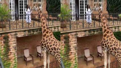 Die Frau füttert die Giraffe vom Balkon mit den Händen! 