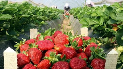 Was sind die Symptome einer Erdbeerallergie? Gibt es einen Vorteil für Erdbeere?