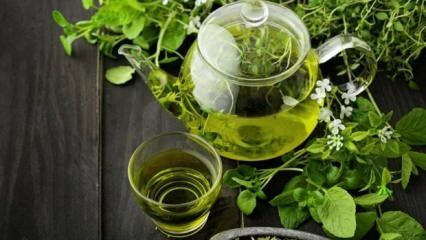 Die Vorteile von grünem Tee! Schnelles und gesundes Abnehmen mit Grüntee-Diät