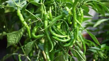 Wie man grüne Paprika in Töpfen anbaut? Tipps für den Anbau von Paprika zu Hause