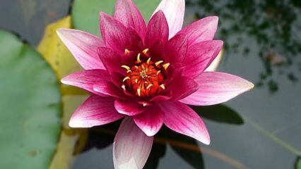 Wie pflege ich Lotus (Seerose) Blume zu Hause?