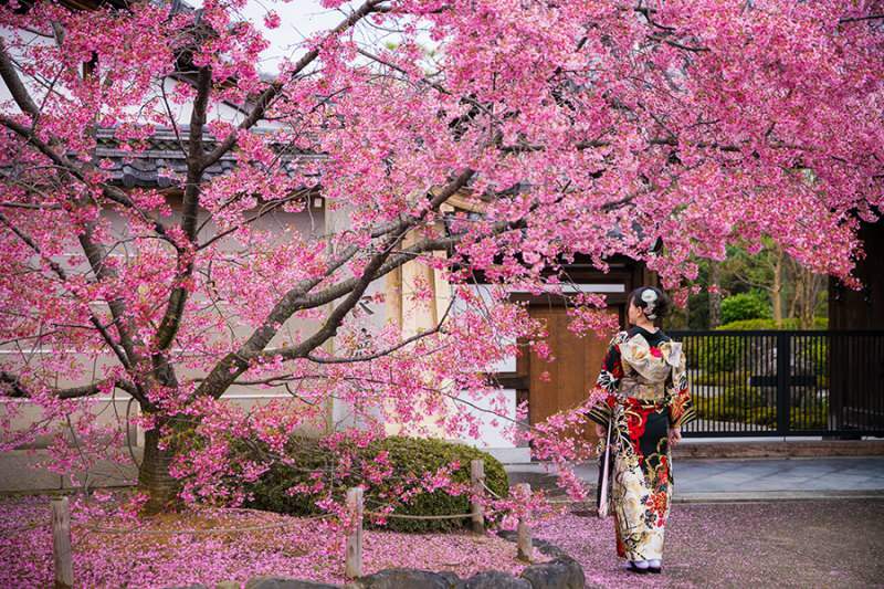 Was bedeutet Sakura? Unbekannte Eigenschaften der Sakura-Blume