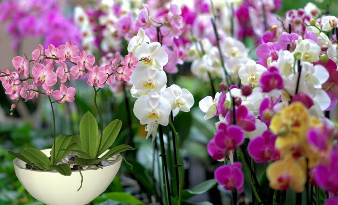 Wie pflegt man Orchideen? Wie vermehrt man Orchideenblüten? 5 Dinge, die Orchideenblüten nicht mögen