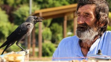 Mehmet Çevik, 74, serviert Tee mit einer Krähe!