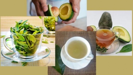 Was sind die Vorteile von Avocado-Blatt-Tee? Wie macht man Avocado-Blatt-Tee?