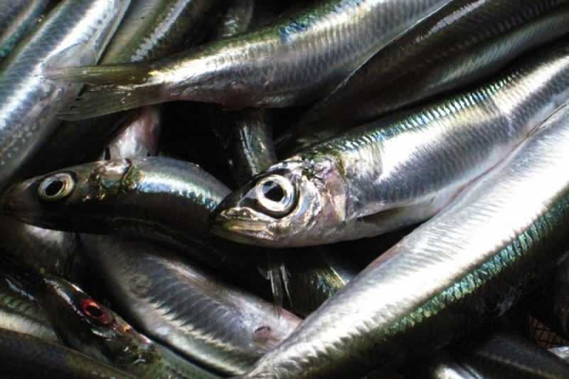 Sardine hat den höchsten Ölwert unter den Fischarten