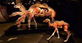 Die Ausstellung „Real Animals Anatomy“ kommt in die Türkei!