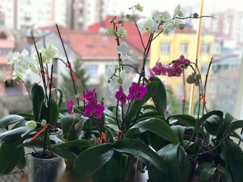 Wie pflege ich Orchideen? Wie man eine Orchidee zu Hause gießt? Methode zur Wiederbelebung von Orchideen