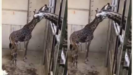 Die Reaktionen der Giraffe, des Vaters, erschütterten die sozialen Medien! 