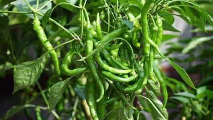 Wie züchtet man grüne Paprika in Töpfen? Was sind die Tricks, Paprika zu Hause anzubauen?