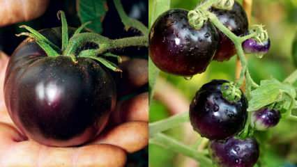 Krebsfeind: Was ist eine schwarze Tomate? Was sind die Vorteile von schwarzen Tomaten?