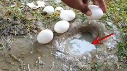 Das YouTube-Phänomen hat Fische gefangen, indem es ein Ei im Wasser zerbrochen hat! Hier ist das erstaunliche Ergebnis ...