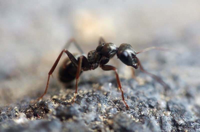 Effektive Methode zum Entfernen von Ameisen zu Hause! Wie können Ameisen zerstört werden, ohne zu töten?