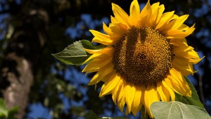 Was sind die Vorteile von Sonnenblumen? Für welche Krankheiten ist Sonnenblume gut? Wie wird Sonnenblumentee hergestellt?