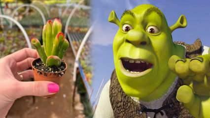 Wie züchtet man eine Shrek-Ährenpflanze? Blüht die Shrek-Ährenpflanze? Shrek-Ohrenpflege