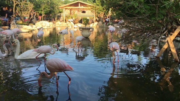 Wie komme ich nach Flamingoköy?