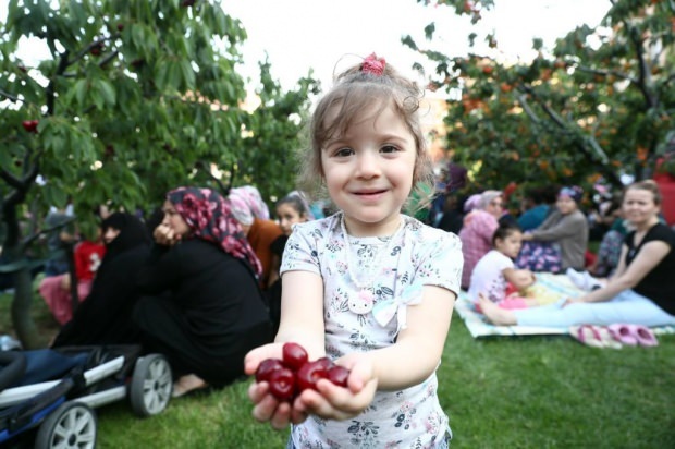 11. im Kirschgarten der Gemeinde Bağcılar. Kirschernte Aktivität!