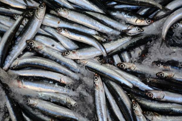 Was sind die Vorteile von Bonito-Fisch und wozu ist er gut? Welcher Fisch soll wie verzehrt werden?