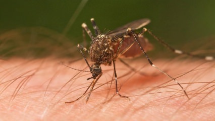 Welche Art von Insektenstich passiert? Anzeichen von Insektenstichen! Natürliche Methode zum Mückenstich