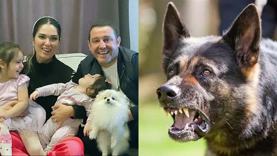Sie haben Nihat Kahvecis Hund in Stücke gerissen! Ein weiterer Fall von streunenden Hunden