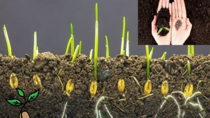 Was ist ein Samen und wie erfolgt die Samenkeimung? Tipps zum Anbau von Samen