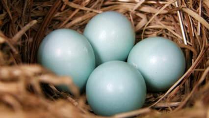 Was sind die Vorteile von blaugrünem Ei?