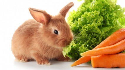  Was frisst das Kaninchen und wovon ernährt es sich? Einfache Kaninchenpflege zu Hause