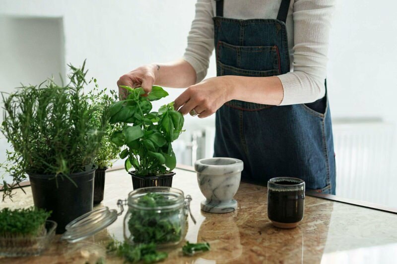 Wie züchte ich eine Pflanze zu Hause? 5 Vorschläge für diejenigen, die mit eigenen Mitteln Pflanzen zu Hause anbauen möchten