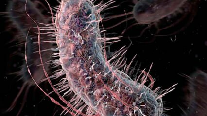 Wie werden fleischfressende Bakterien übertragen? Was sind die Symptome von fleischfressenden Bakterien und werden sie behandelt?