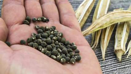 Was ist Okra-Samen, wie wird Okra-Samen zum Abnehmen verwendet?