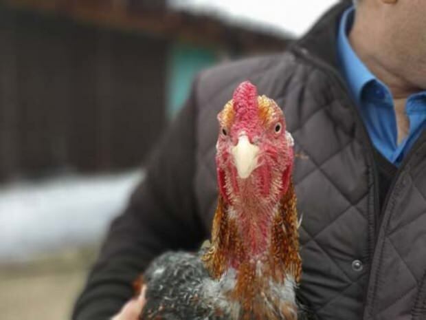 Ein Bursa-Bürger brachte goldverlegtes Huhn aus Brasilien mit